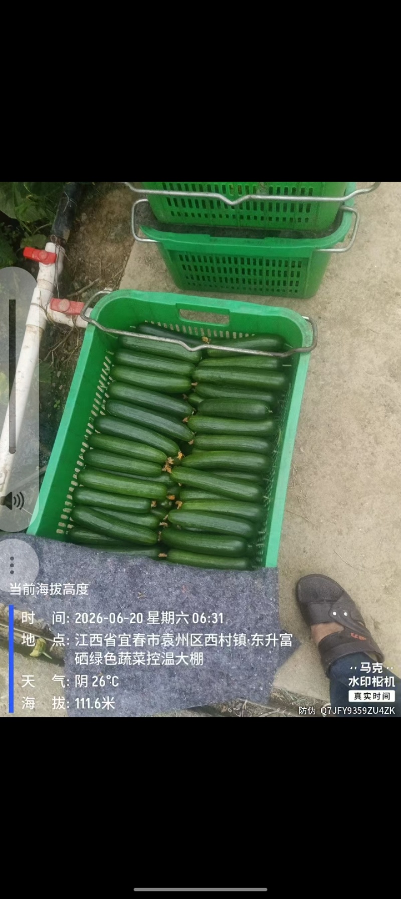 江西宜春袁州区精品大棚水果黄瓜，脆甜生吃，地头现摘整车批