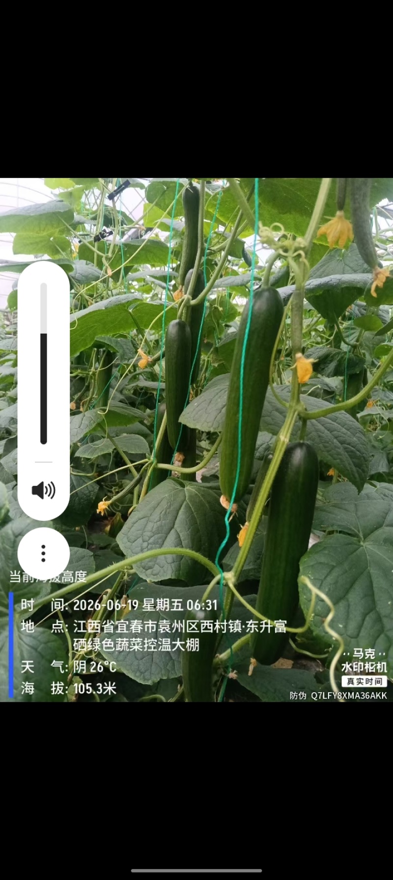 江西宜春袁州区精品大棚水果黄瓜，脆甜生吃，地头现摘整车批