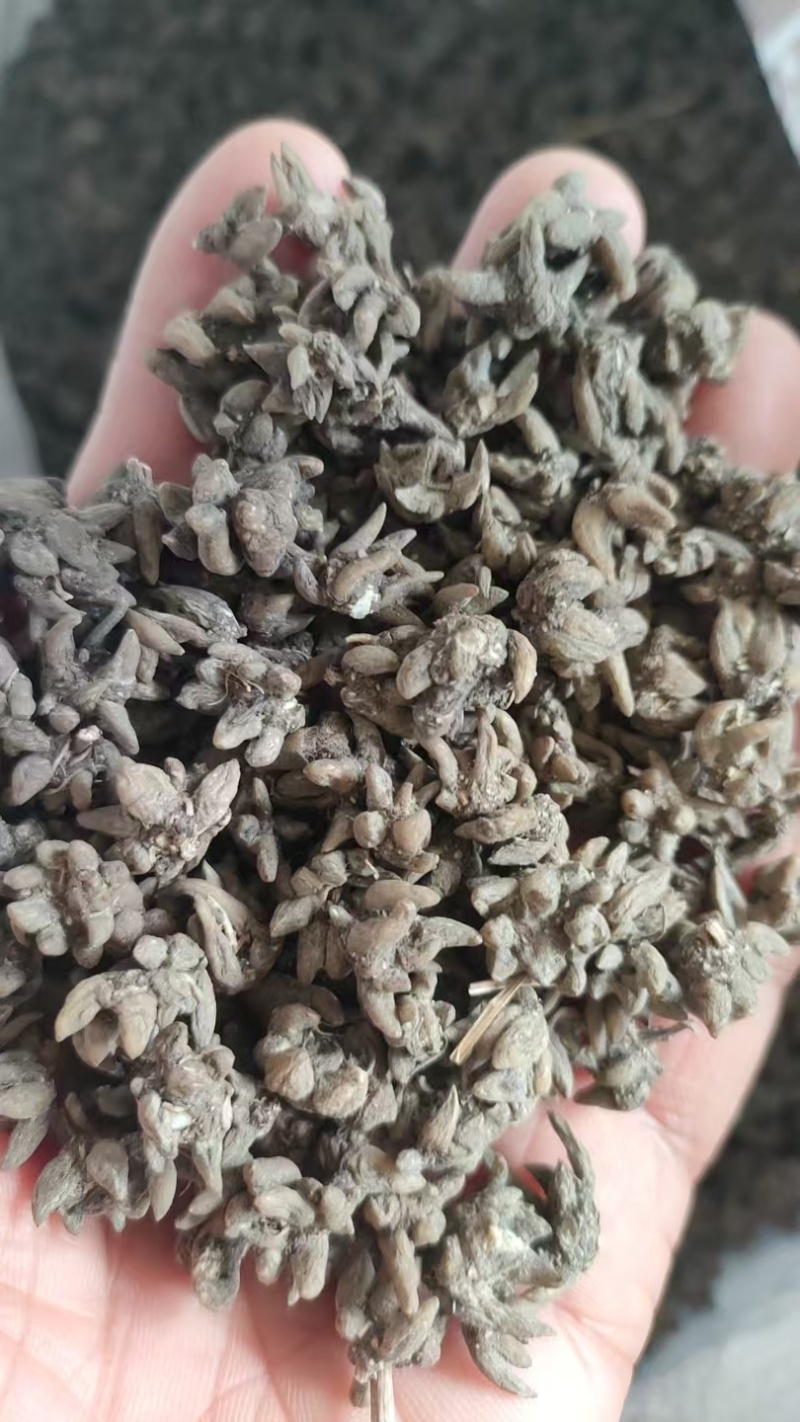 纯货小货尖抓，河南信阳产地直发，猫抓草