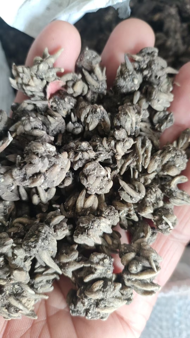 纯货小货尖抓，河南信阳产地直发，猫抓草