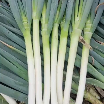 中粗偏上