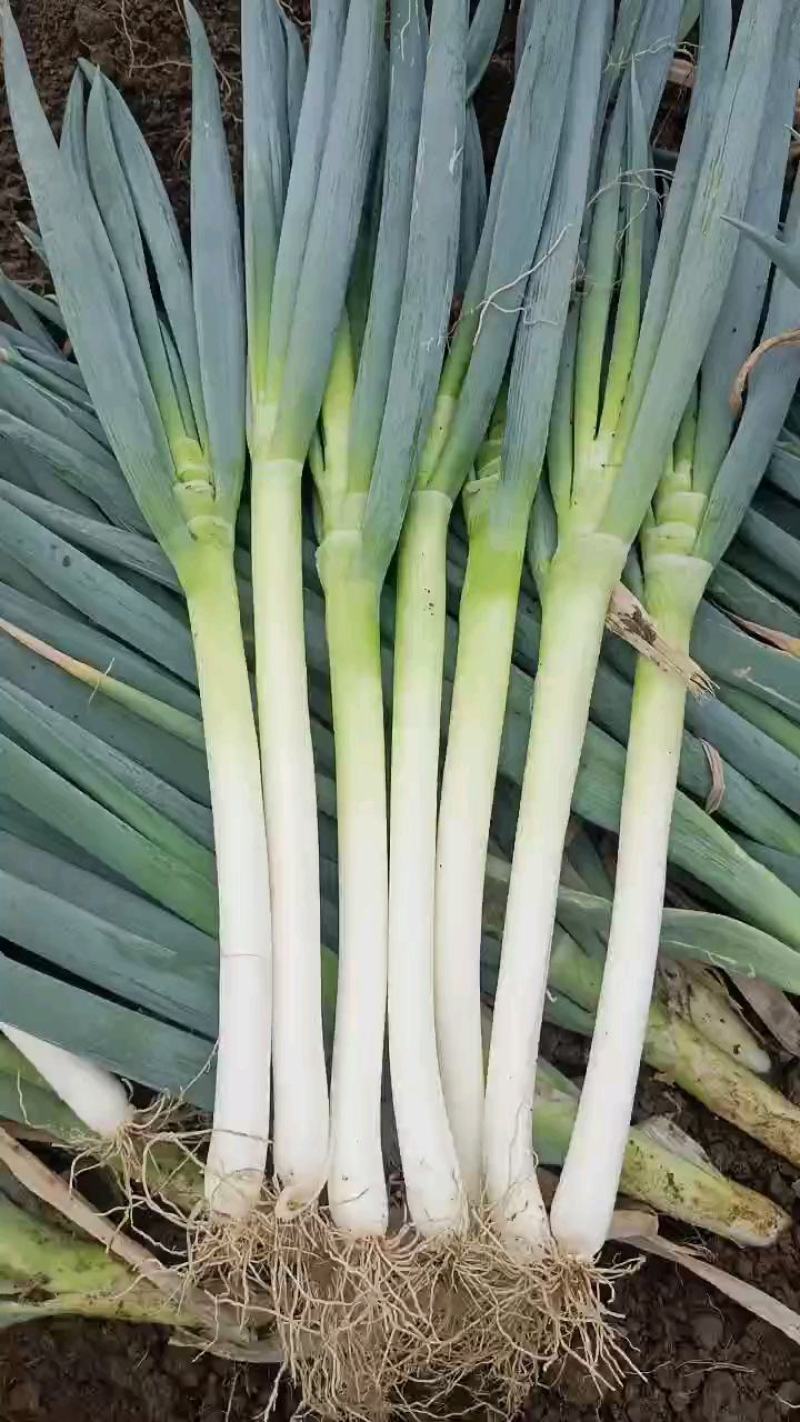 中粗偏上