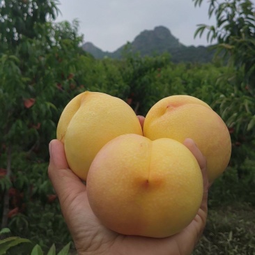 黄油桃