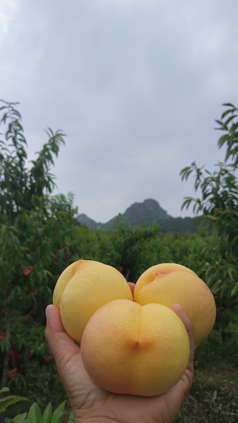 黄油桃