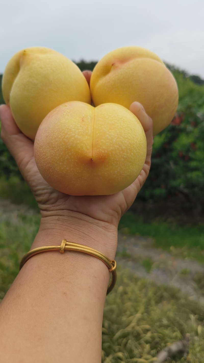 黄油桃