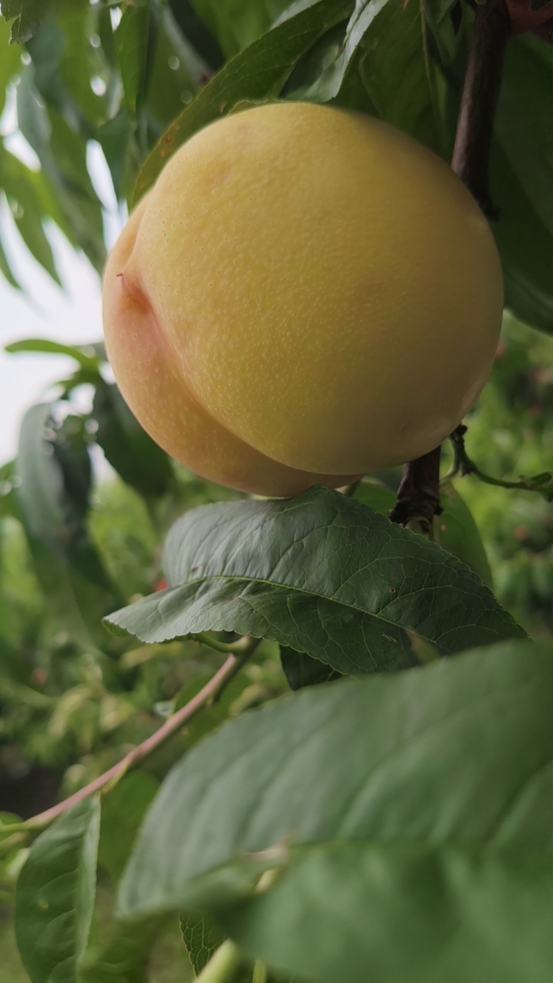 黄油桃