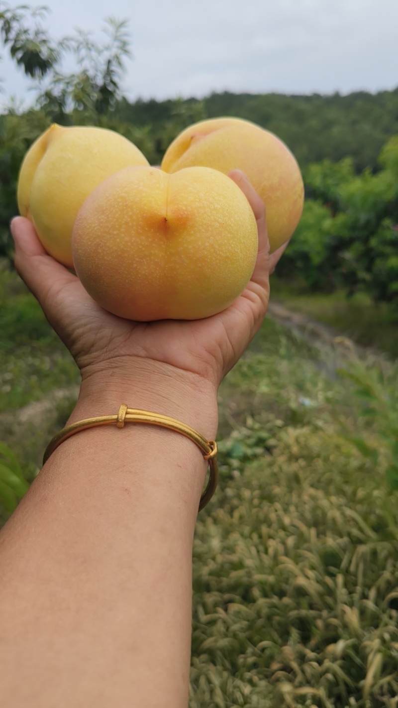 黄油桃