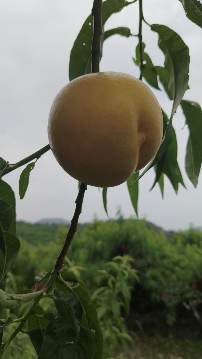 黄油桃