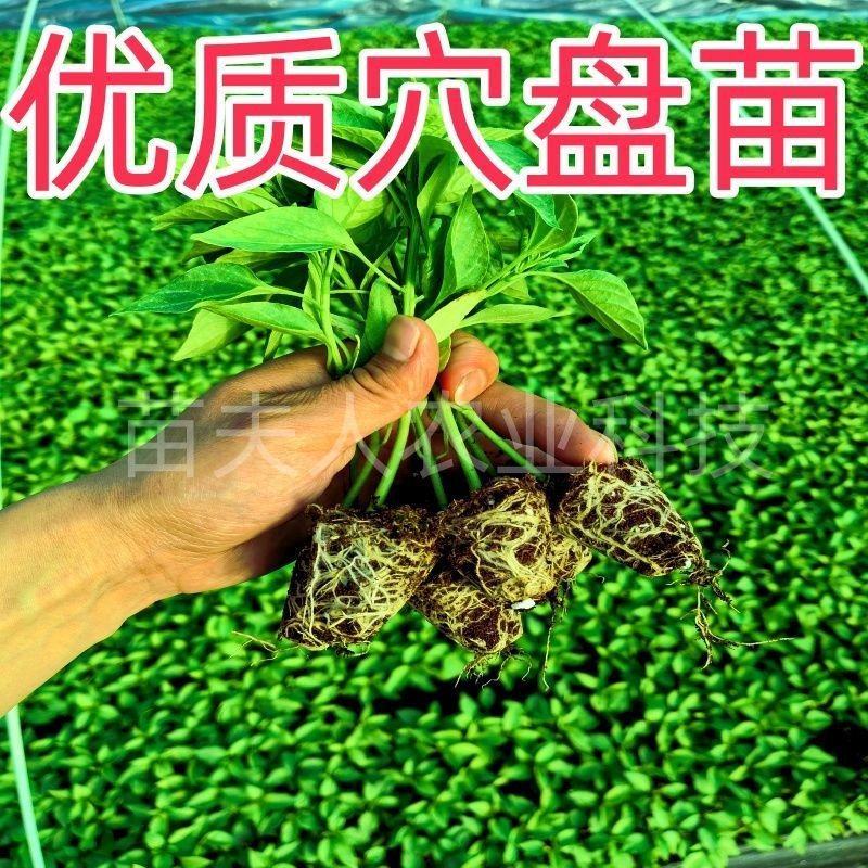 羊角椒辣椒苗