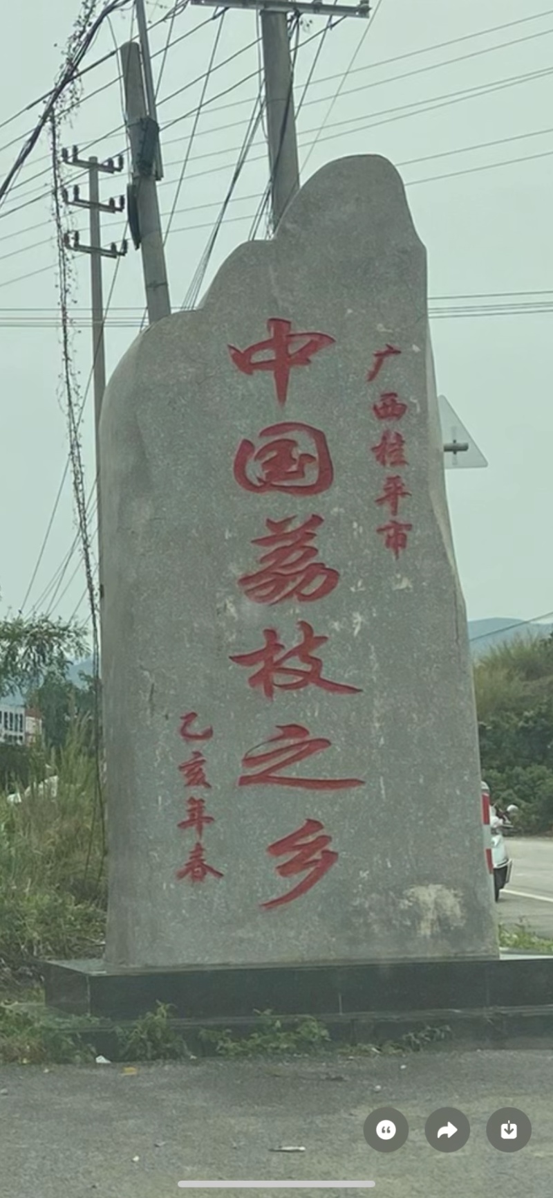 仙进奉、情人荔.自家果园高压苗