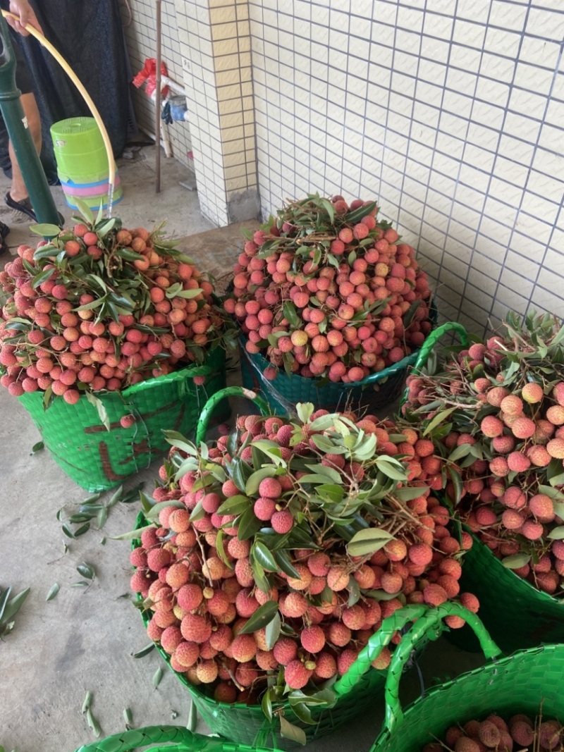 仙进奉、情人荔.自家果园高压苗