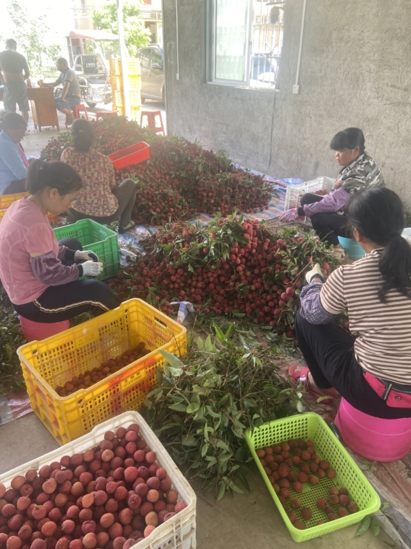 仙进奉、情人荔.自家果园高压苗