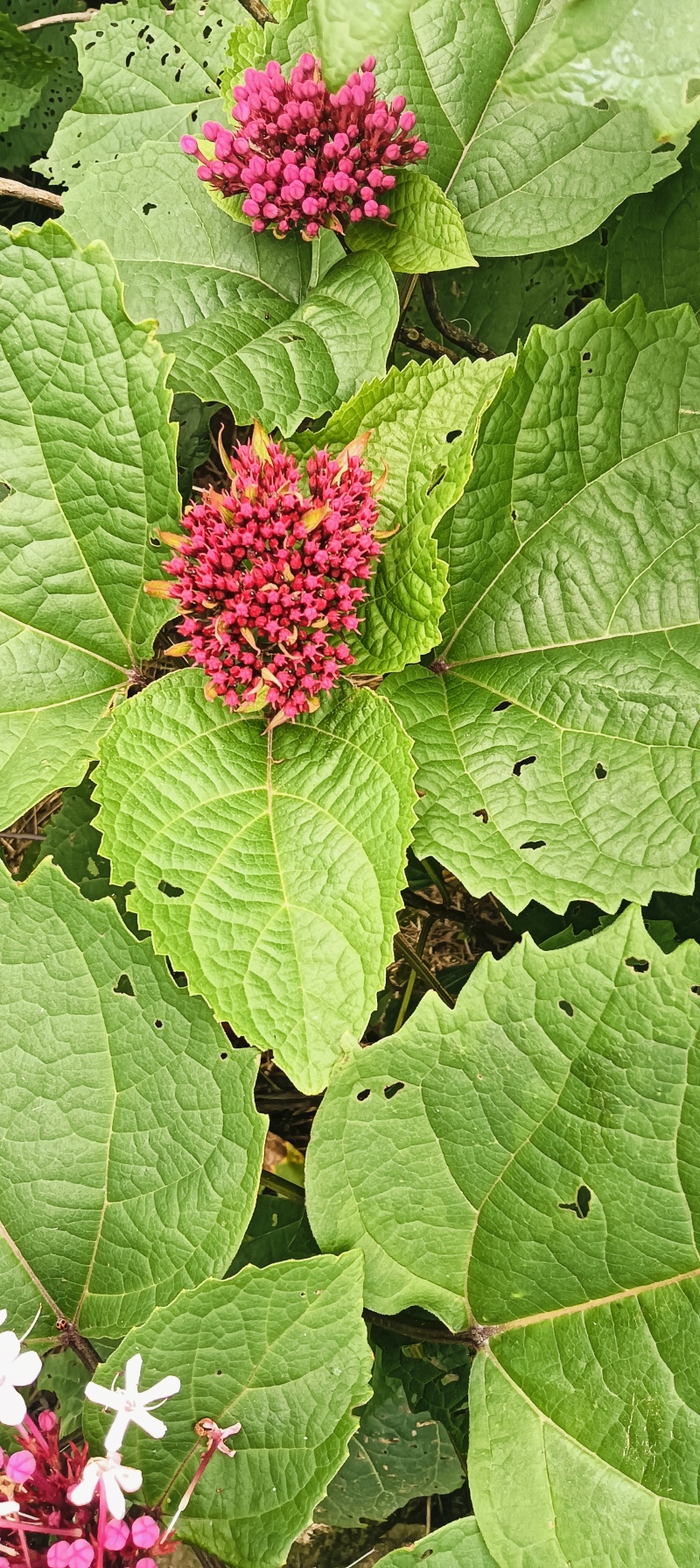 现挖臭牡丹苗臭八宝苗臭牡丹苗绿植多年生植物苗野生臭牡丹花