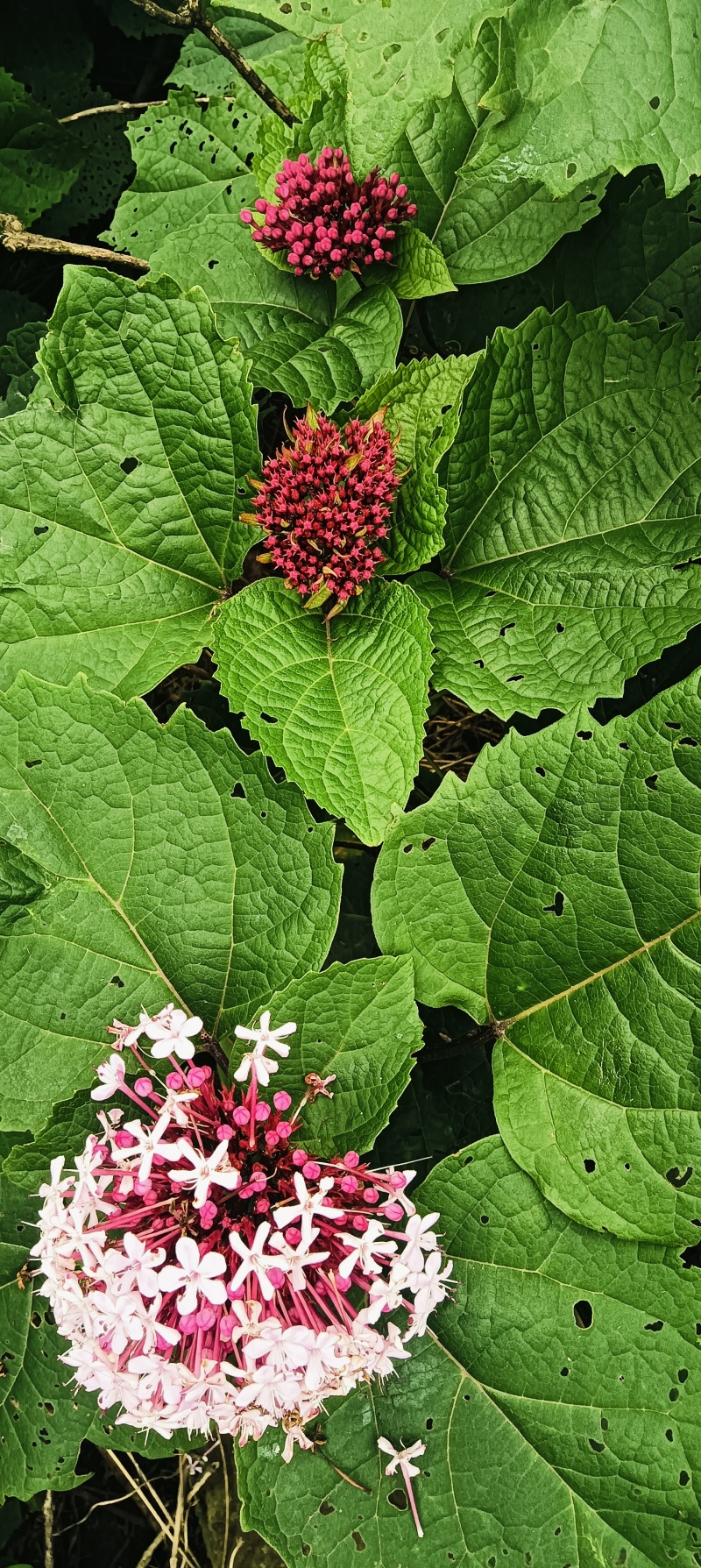 现挖臭牡丹苗臭八宝苗臭牡丹苗绿植多年生植物苗野生臭牡丹花