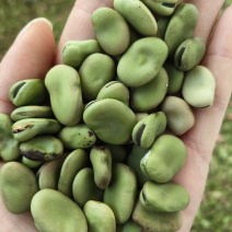 蚕豆
