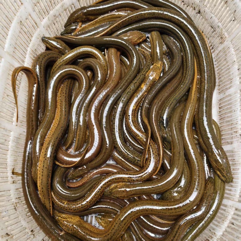 河南野生