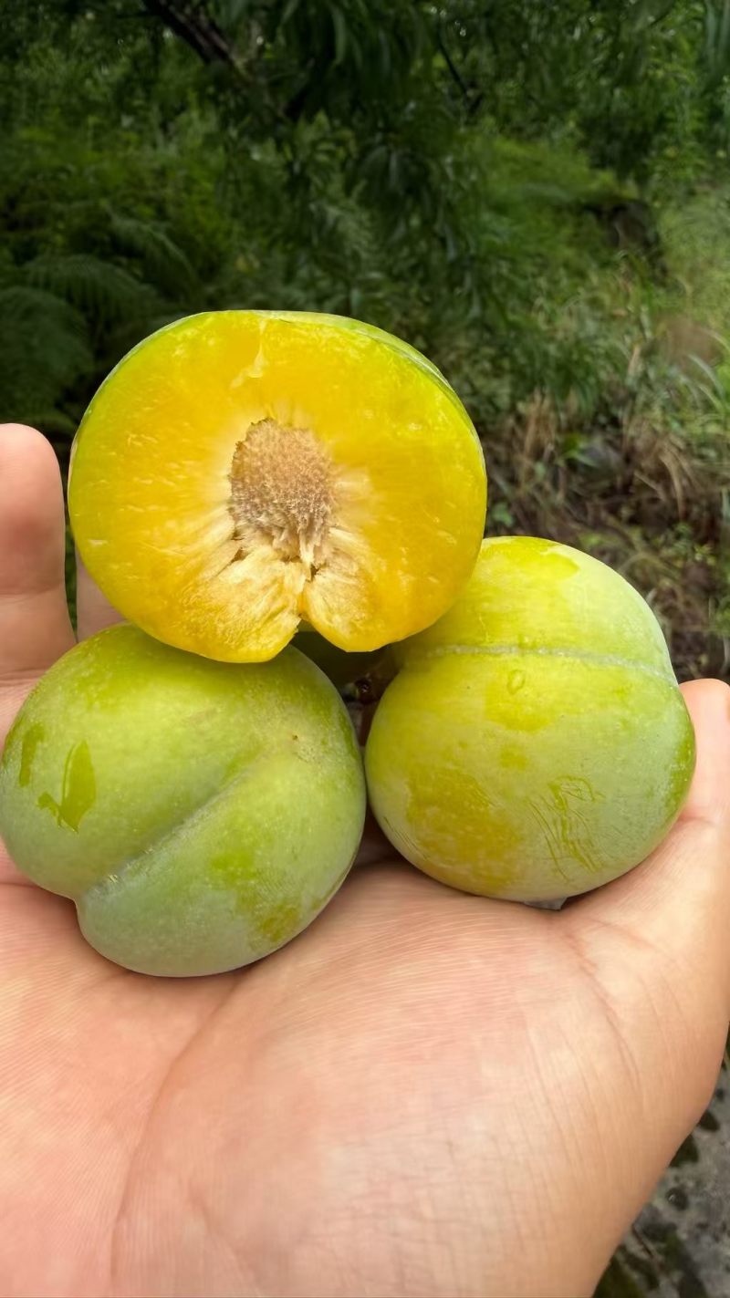 蜂糖李味道甜，一两的糖分高，十七八个糖，味道安逸的很哦。