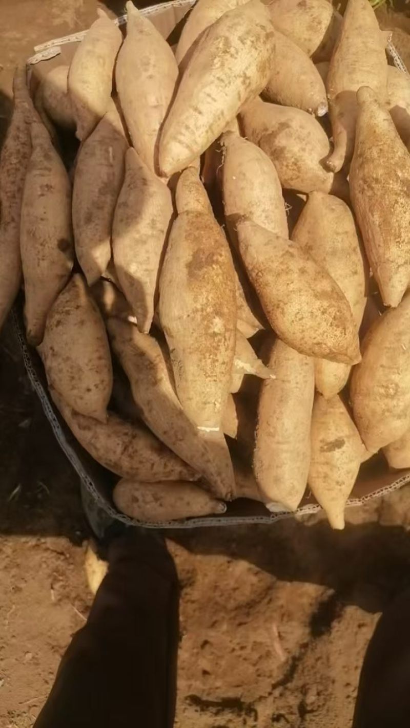 广西精品人参薯大量上市品种齐全量大从优一手货源