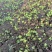 优质芹菜苗！需要电联***********.