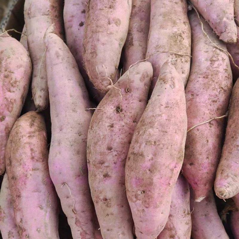 广西精品板栗薯大量上市品种齐全量大从优一手货源