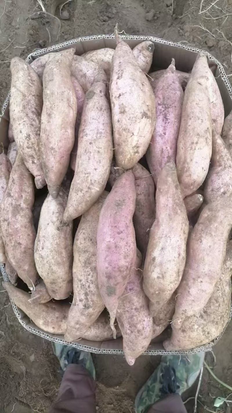 广西精品板栗薯大量上市品种齐全量大从优一手货源