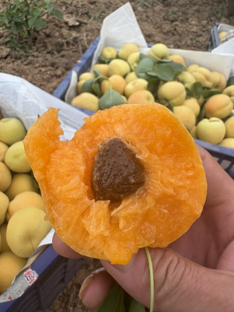 帝王大黄杏盆栽