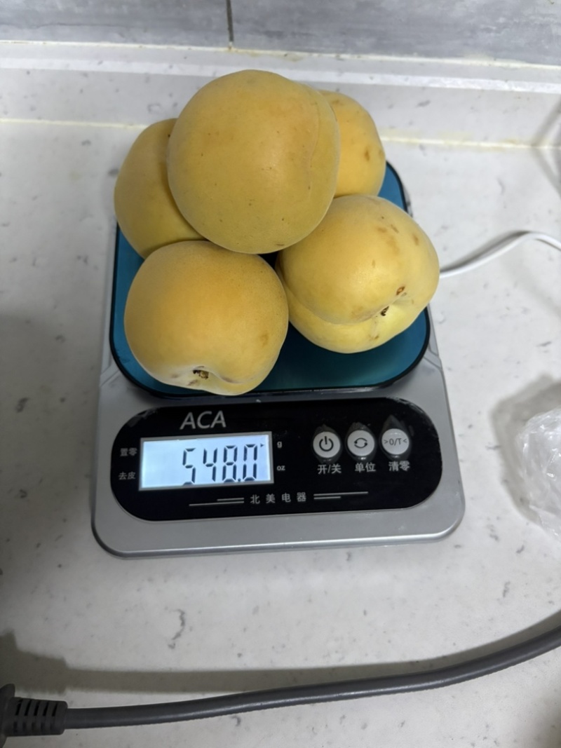 帝王大黄杏盆栽