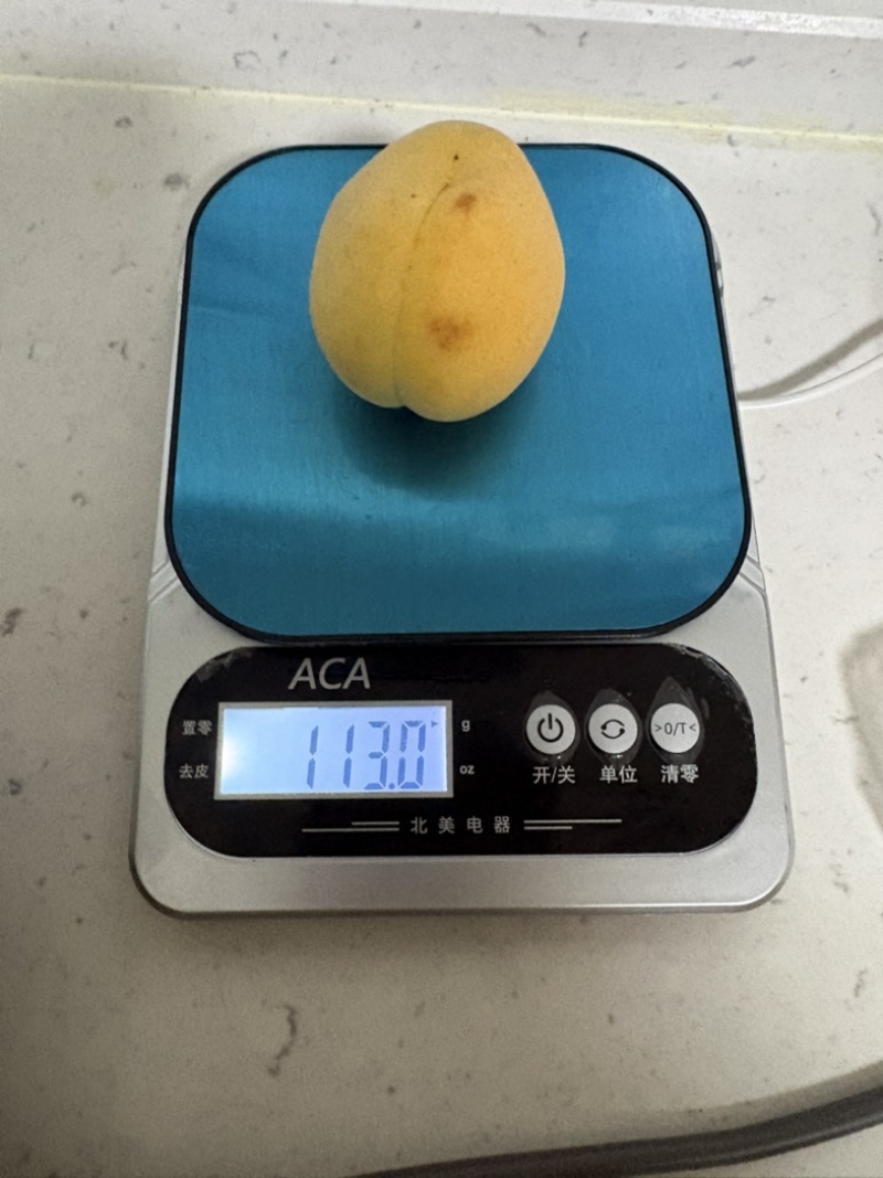 帝王大黄杏盆栽