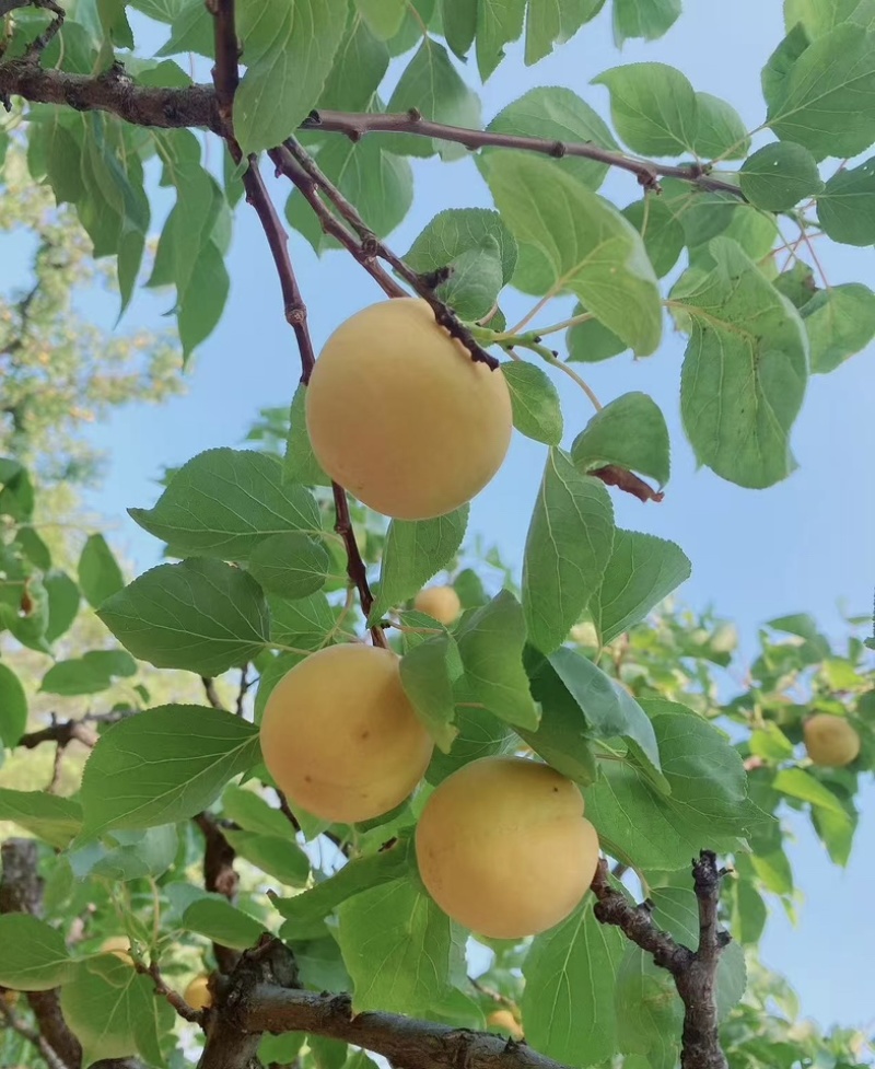 帝王大黄杏盆栽