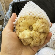 龙山药食同源百合上市啦！！！现挖现发，保证新鲜，