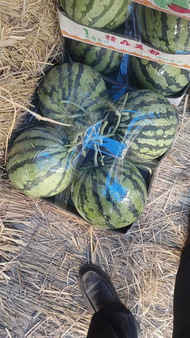 精品无籽美都西瓜大量上市中价格从优欢迎咨询