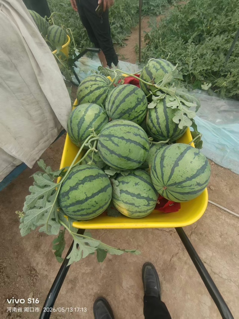 精品无籽美都西瓜大量上市中价格从优欢迎咨询