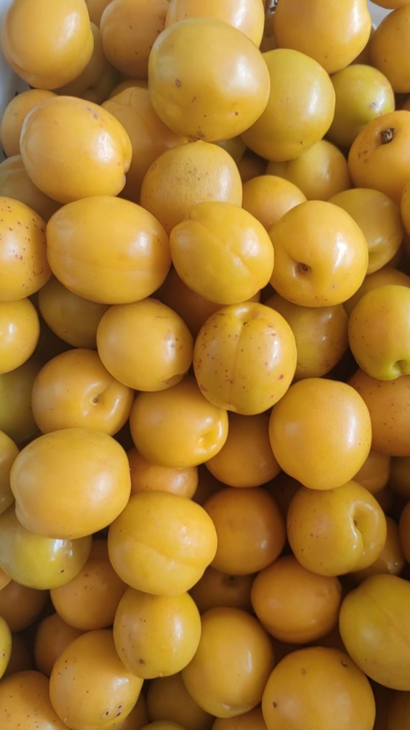 珍珠油杏