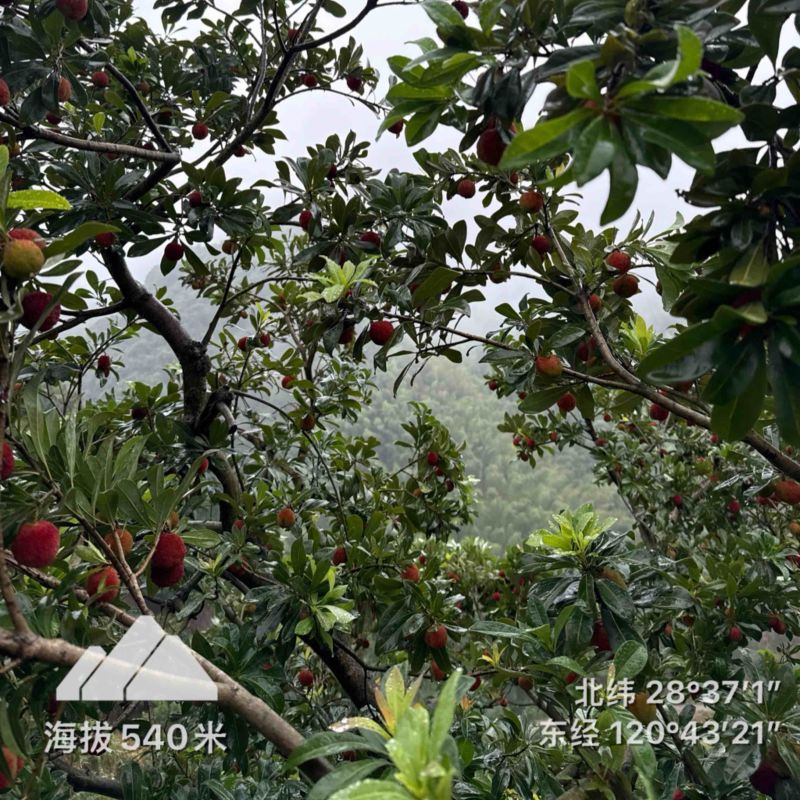 仙居杨梅高山杨梅