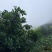 仙居杨梅高山杨梅