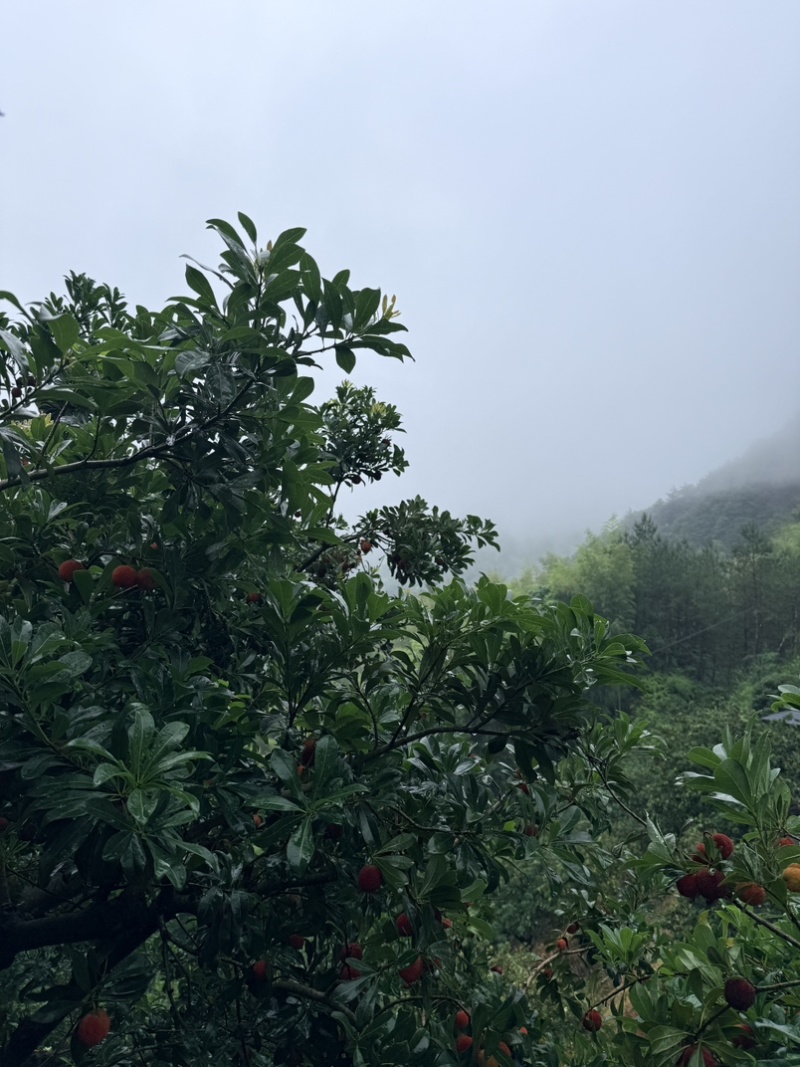 仙居杨梅高山杨梅