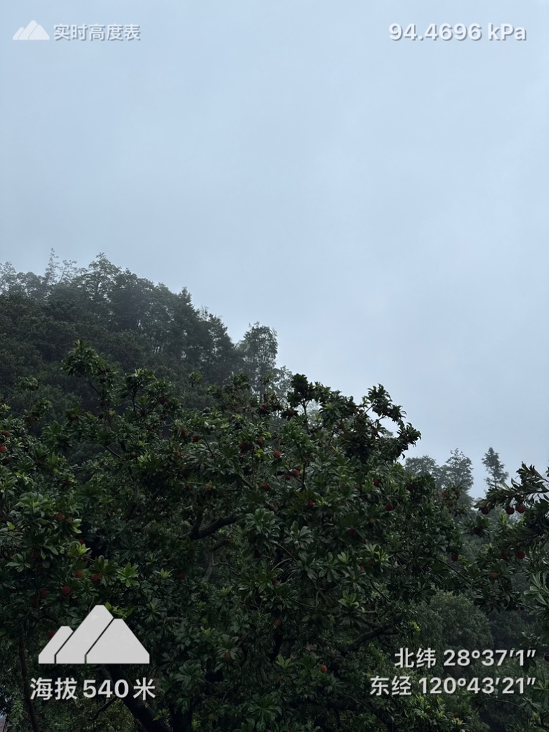 仙居杨梅高山杨梅