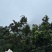 仙居杨梅高山杨梅
