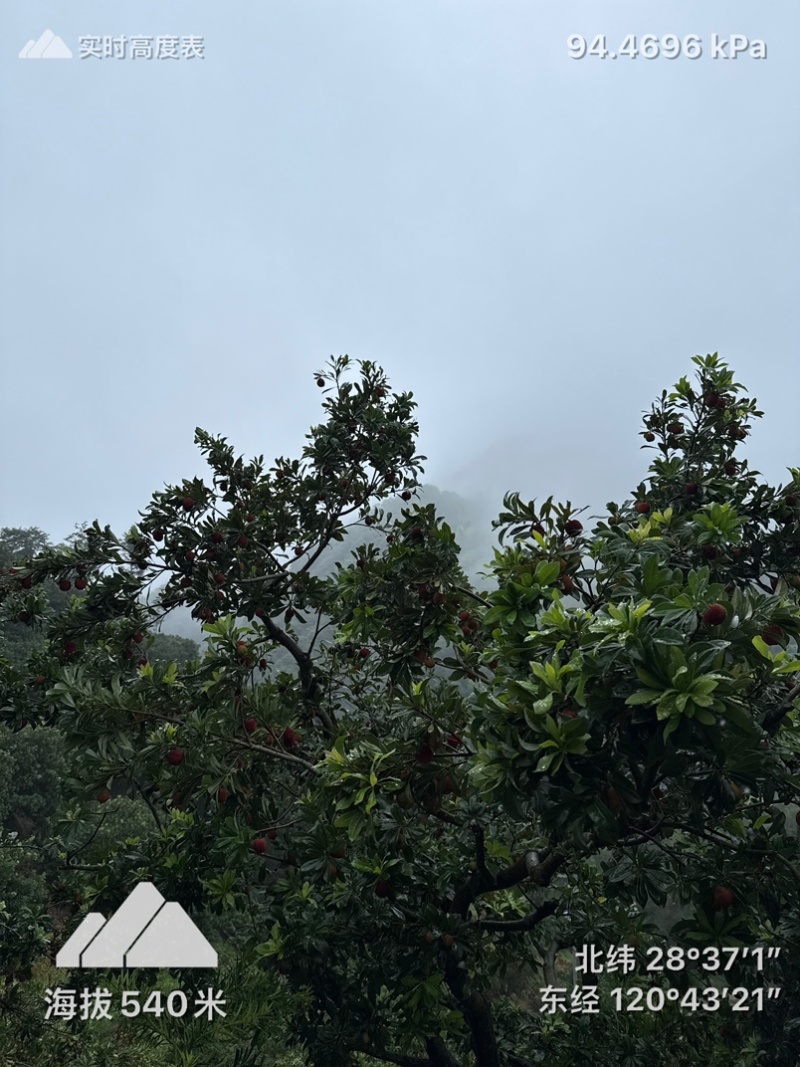 仙居杨梅高山杨梅