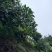 仙居杨梅高山杨梅