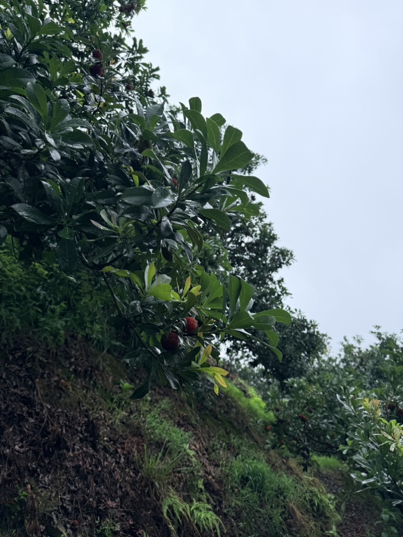 仙居杨梅高山杨梅