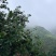 仙居杨梅高山杨梅