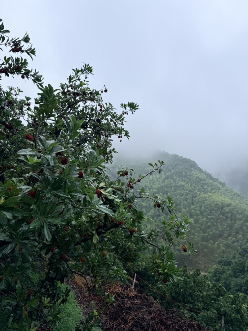 仙居杨梅高山杨梅