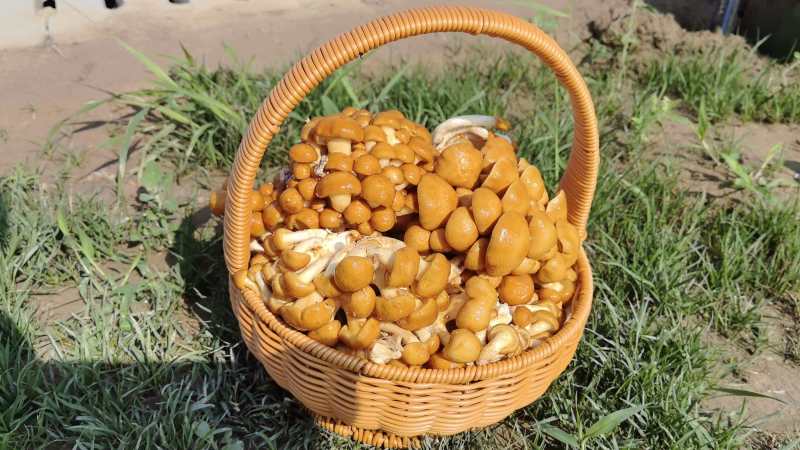 滑子蘑食用菌
