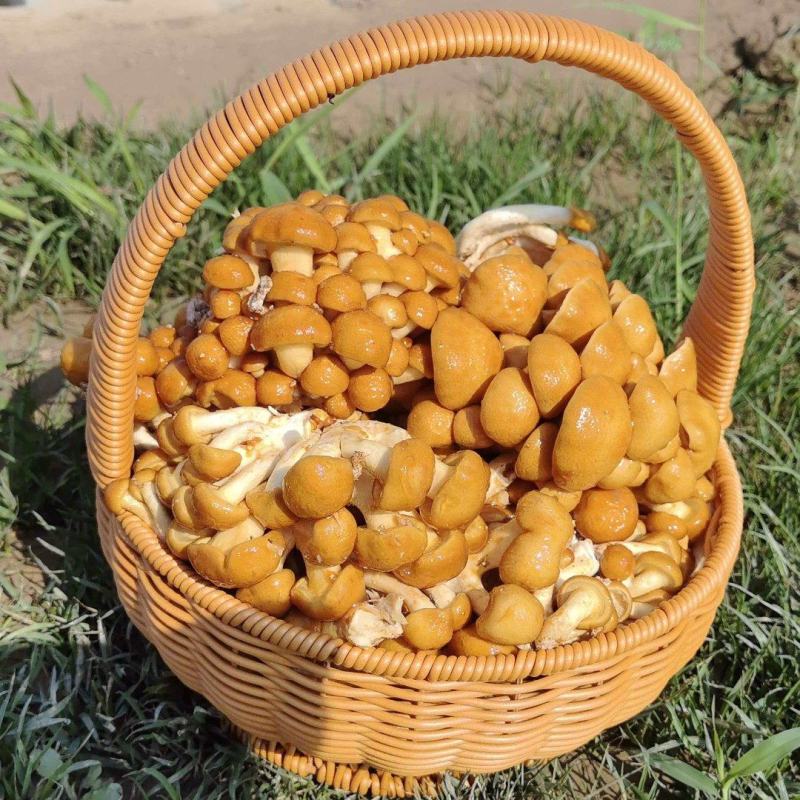 滑子蘑食用菌