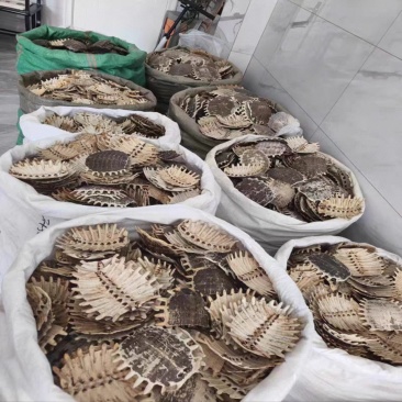 鳖甲壳
