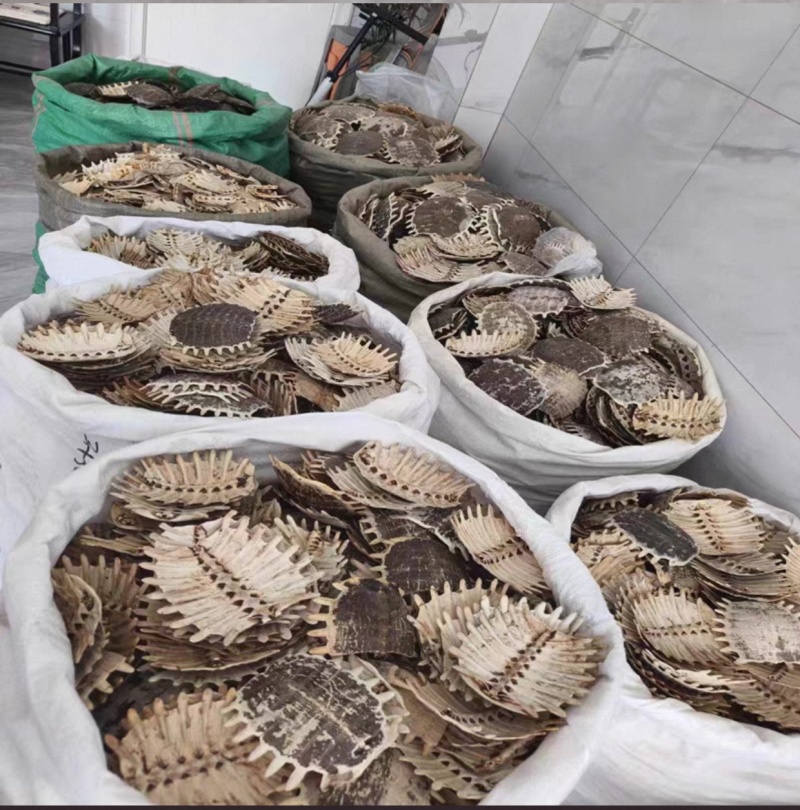 鳖甲壳
