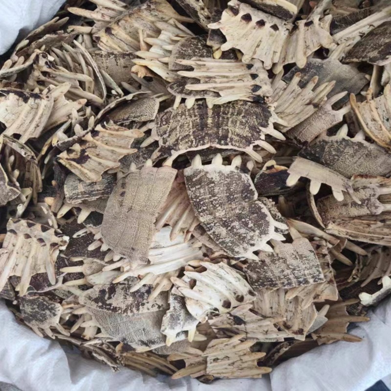 鳖甲壳