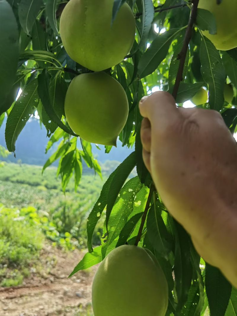 和平鹰嘴桃