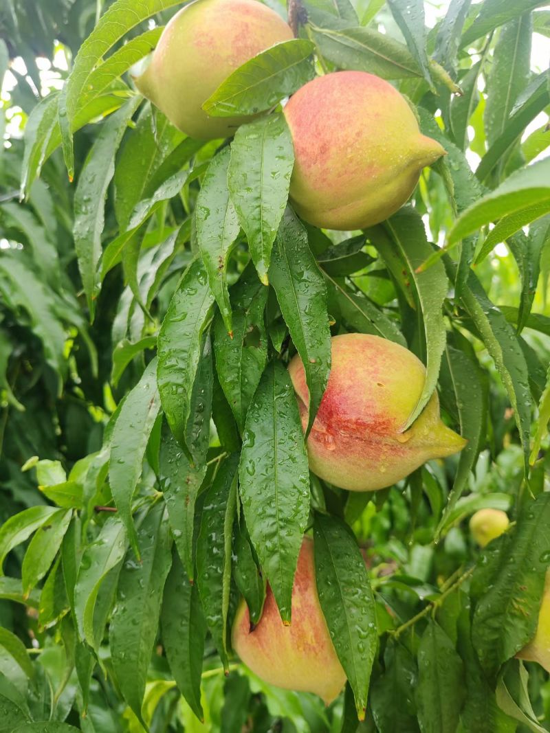 和平鹰嘴桃